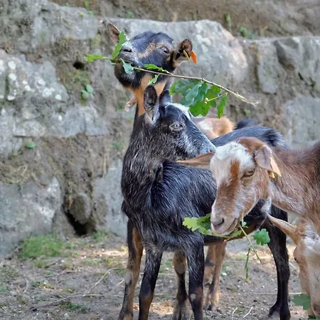 Quinta De Silharezes, Lda Ponte da Barca