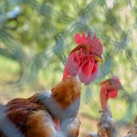 Lantgård Quinta De Silharezes, Lda Ponte da Barca