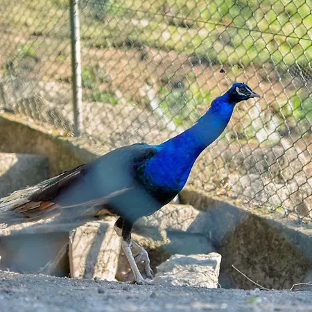 Quinta De Silharezes, Lda