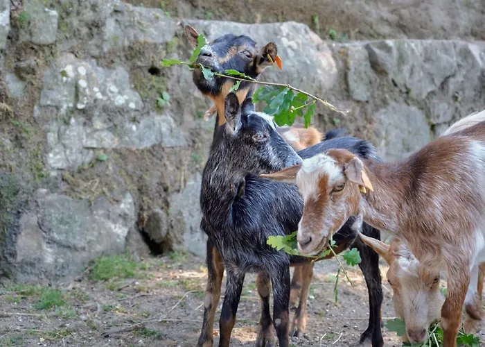 Quinta De Silharezes, Lda Ponte da Barca