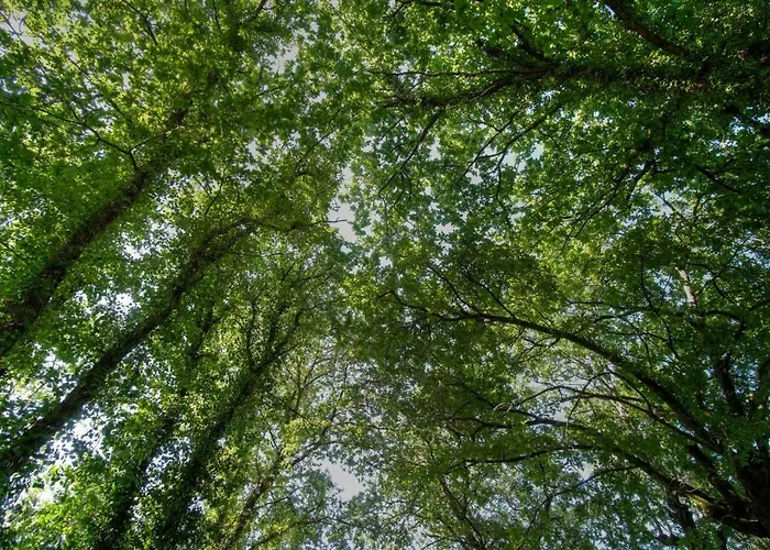 Quinta De Silharezes, Lda 폰테다바카