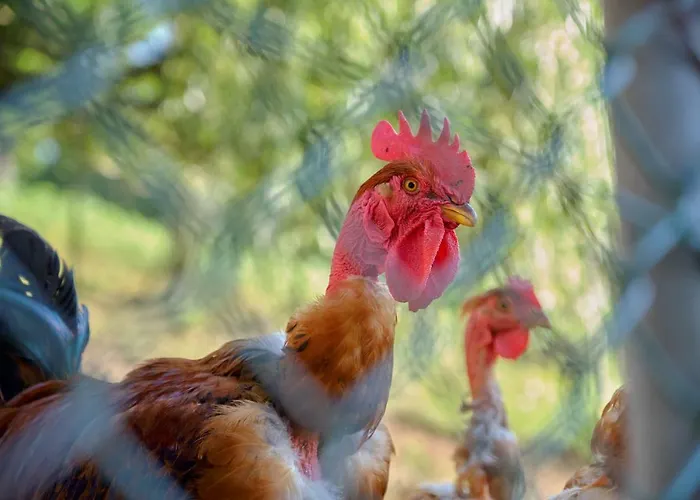 Farma Quinta De Silharezes, Lda Ponte da Barca