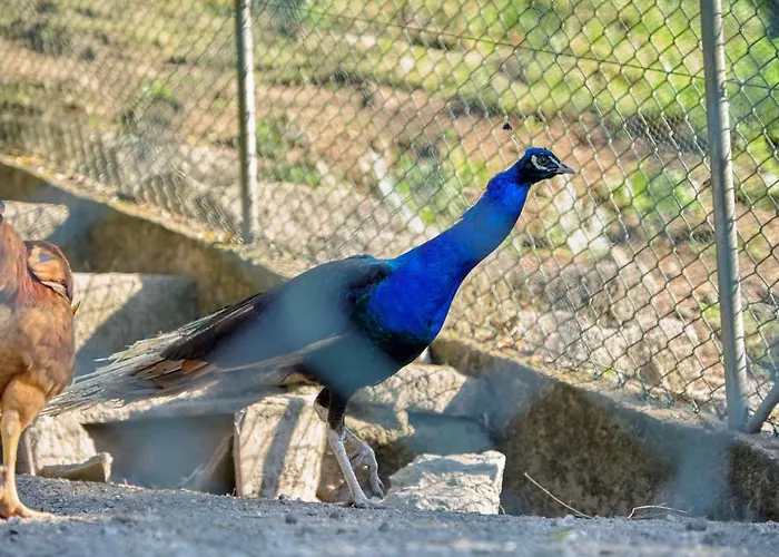 Quinta De Silharezes, Lda